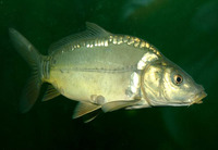 Cyprinus carpio carpio, Common carp: fisheries, aquaculture, gamefish, aquarium