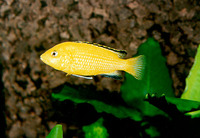 Labidochromis caeruleus, Blue streak hap: aquarium