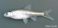 Notropis buchanani, Ghost shiner: