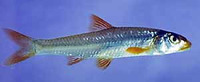 Notropis longirostris, Longnose shiner: