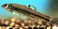 Pimephales vigilax, Bullhead minnow: