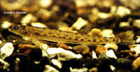 Ammocrypta clara, Western sand darter: