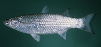 Liza subviridis, Greenback mullet: fisheries, aquaculture, bait