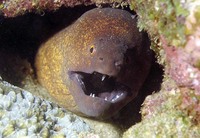 Gymnothorax flavimarginatus, Yellow-edged moray: fisheries, aquarium