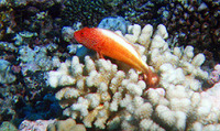 Paracirrhites forsteri, Blackside hawkfish: fisheries, aquarium