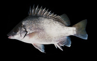 Mesopristes argenteus, Silver grunter: fisheries