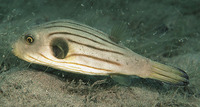 Arothron manilensis, Narrow-lined puffer: