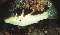 Canthigaster coronata, Crowned puffer: aquarium