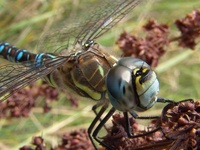 Aeshna mixta - Migrant Hawker