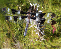 Libellula pulchella - Twelve Spotted Skimmer