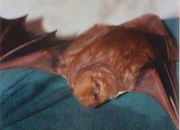 Image of: Lasiurus borealis (red bat)