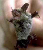 Image of: Myotis septentrionalis (northern long-eared myotis)