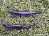 Triturus dobrogicus macrosomus