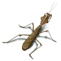 Image of: Deroplatys lobata