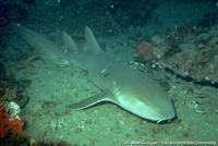 Ginglymostoma cirratum - Carpet Shark