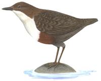 Image of: Cinclus cinclus (white-throated dipper)