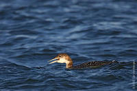 Image of: Gavia stellata (red-throated diver;loon)
