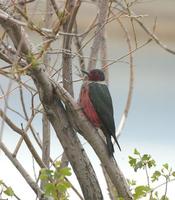 Image of: Melanerpes lewis (Lewis's woodpecker)