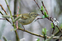 Image of: Phylloscopus pulcher (buff-barred warbler)