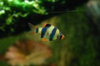 Puntius tetrazona - Partbelt Barb