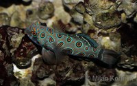 Synchiropus picturatus - Picture Dragonet