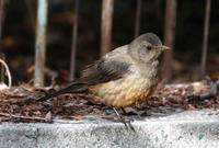 Image of: Turdus kessleri (Kessler's thrush)