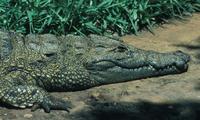 Image of: Crocodylus niloticus (Nile crocodile)