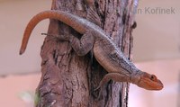 Oplurus grandidieri - Grandidier's Madagascar Swift