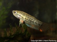 Betta prima