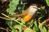 Grey-breasted Laughingthrush - Garrulax jerdoni