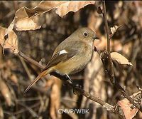 Daurian Redstart - Phoenicurus auroreus