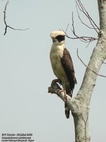 Laughing Falcon - Herpetotheres cachinnans