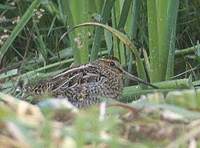 Pin-tailed Snipe (Gallinago stenura) photo