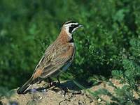 Horned Lark (Eremophila alpestris) photo