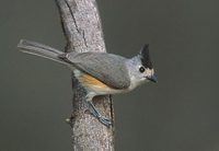 Black-crested Titmouse (Baeolophus atricristatus) photo