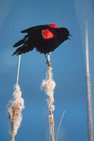 Red-winged Blackbird (Agelaius phoeniceus) photo