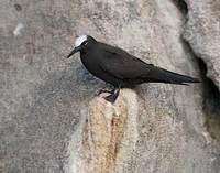 Black Noddy (Anous minutus) photo