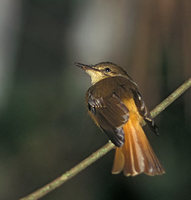 Northern Royal Flycatcher (Onychorynchus coronatus) photo