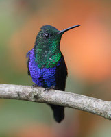 Green-crowned Woodnymph (Thalurania fannyi) photo