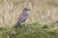 Paramo (Plain-capped) Ground-Tyrant (Muscisaxicola alpina) photo