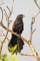 Lesser Coucal - Centropus bengalensis