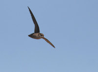 Vaux's Swift - Chaetura vauxi