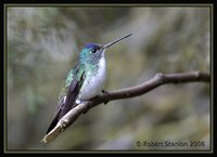 Andean Emerald - Agyrtria franciae