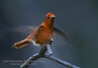 Juan Fernandez Firecrown - Sephanoides fernandensis