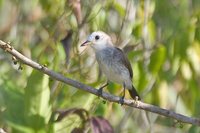 White-headed Marsh-Tyrant - Arundinicola leucocephala