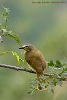 White-browed Bulbul - Pycnonotus luteolus