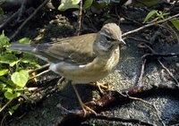 Eyebrowed Thrush - Turdus obscurus