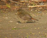Narcissus Flycatcher - Ficedula narcissina