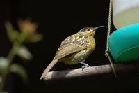 Macleay's Honeyeater - Xanthotis macleayana