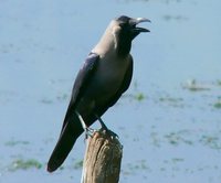 House Crow - Corvus splendens